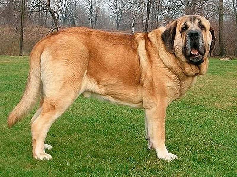 Самые большие породы собак в мире: фото с названиями
самые большие породы собак в мире: фото с названиями