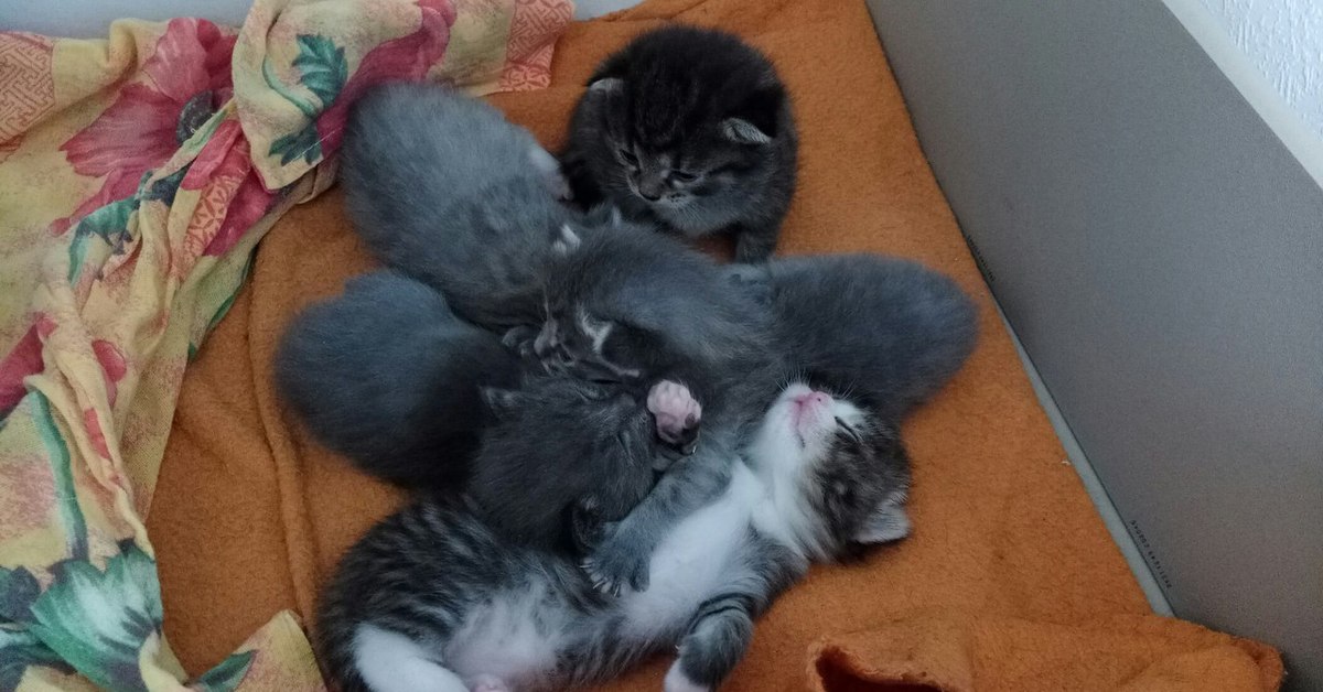 Когда котята начинают ходить