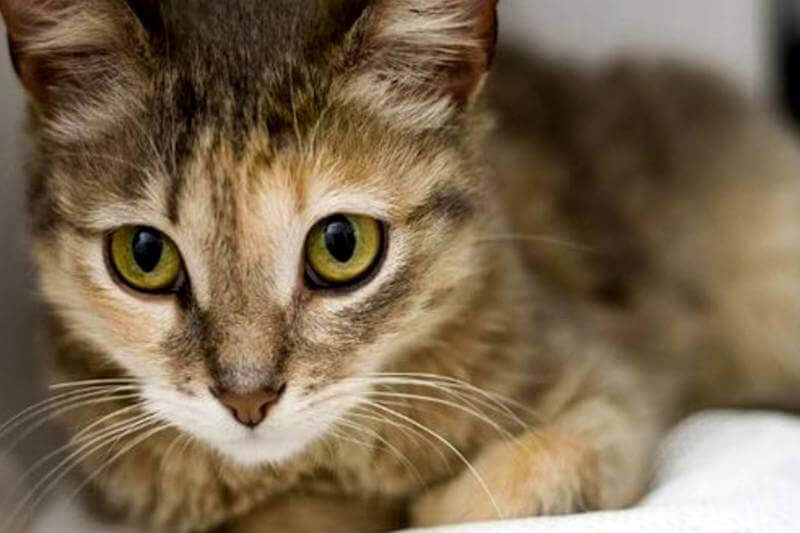 Цейлонская кошка (19 фото): описание породы и особенности содержания