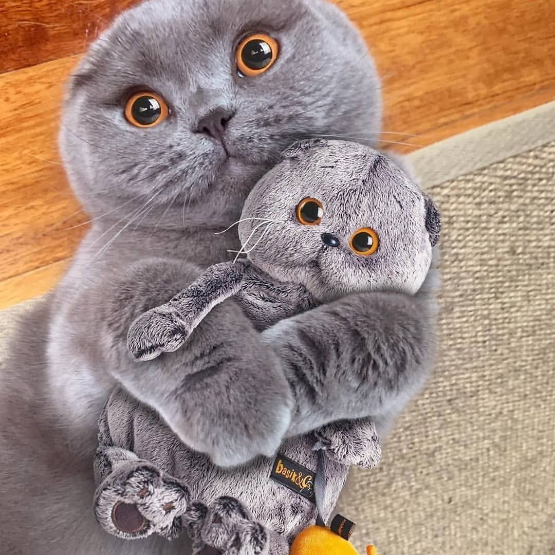 Миф о вислоухом британце