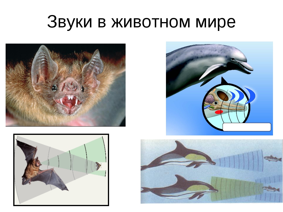 Усиленный ультразвуковой отпугиватель собак. как сделать » изобретения и самоделки