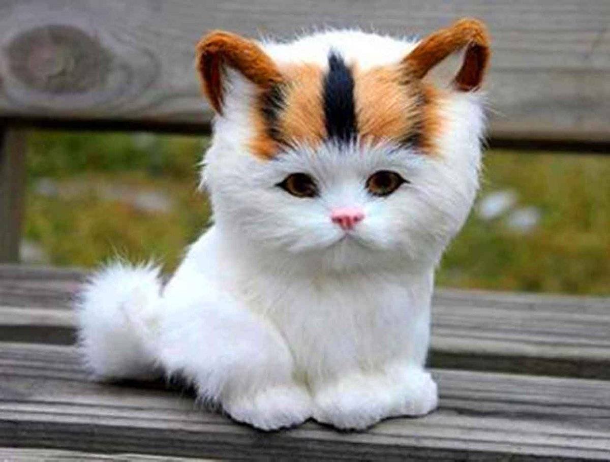 Самые популярные кошки: топ-20 пород с фото
самые популярные кошки: топ-20 пород с фото