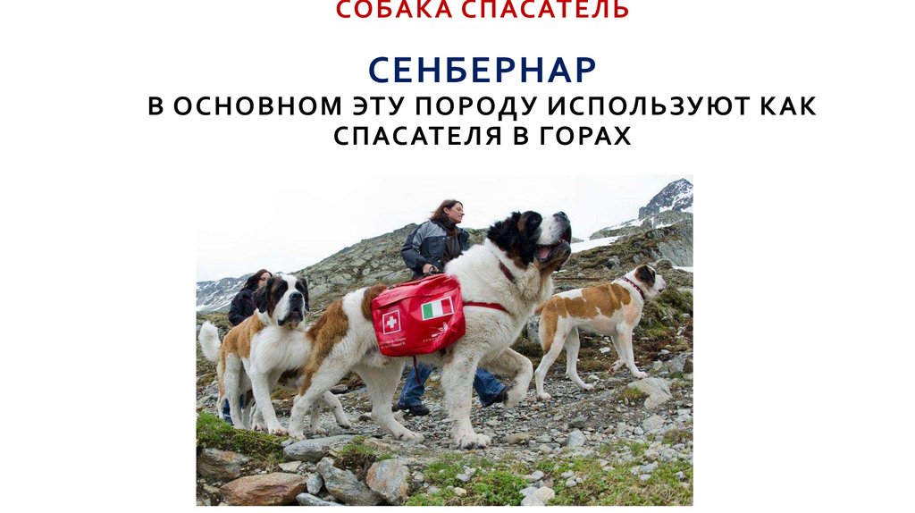 Собака спасатель. породы собак спасателей их описание, особенности и обучение | животный мир