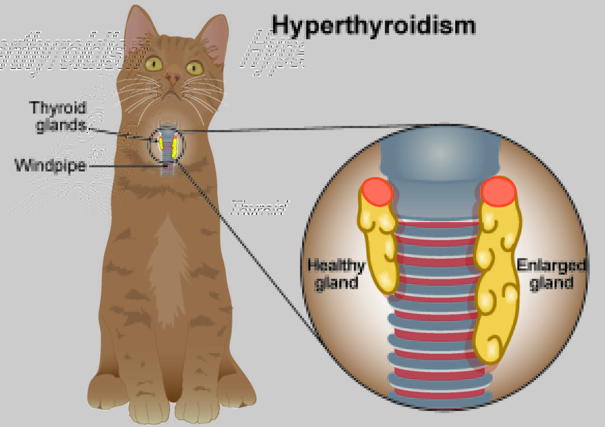 Гипертиреоз у пожилых кошек: симптомы, прогноз, схемы лечения | мир кота