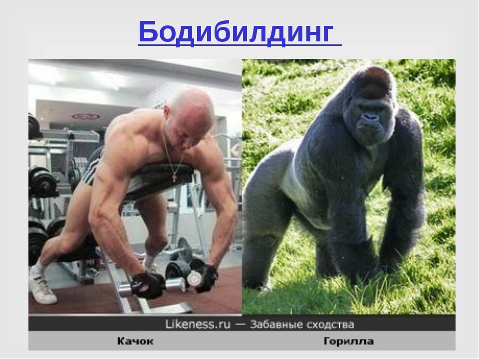 Почему гориллы такие сильные и мускулистые без тренировок? - газета «огни алатау»