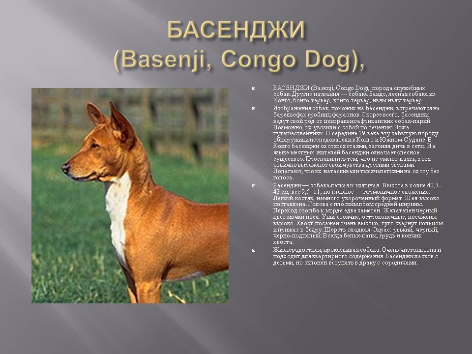 Басенджи: всё о собаке, описание породы и характеристика, фото, видео | dogkind.ru
