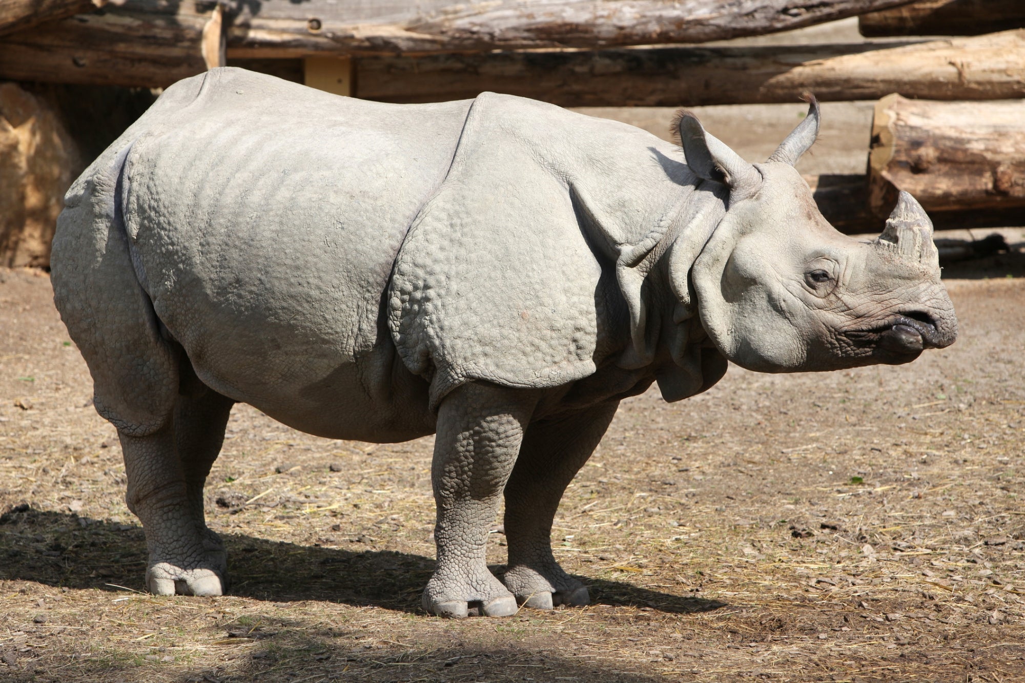 Яванский носорог, описание