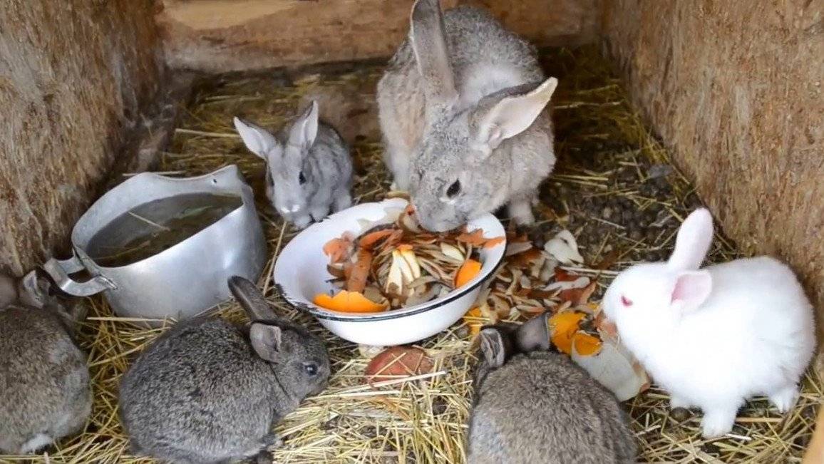 Материнские секреты крольчих: все о кормлении потомства