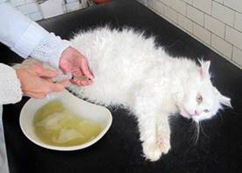 Асцит у кошек: симптомы и лечение в домашних условиях, можно вылечить, прогноз
