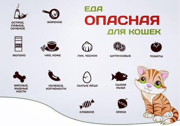 Питание котят из блюдца