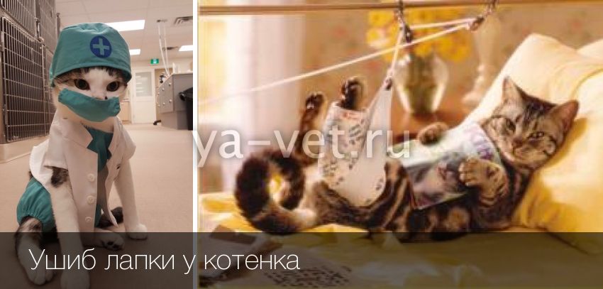 Переломы у кошек и котов ???? симптомы и лечение переломов лап, хвоста, челюсти, бедра, таза и других