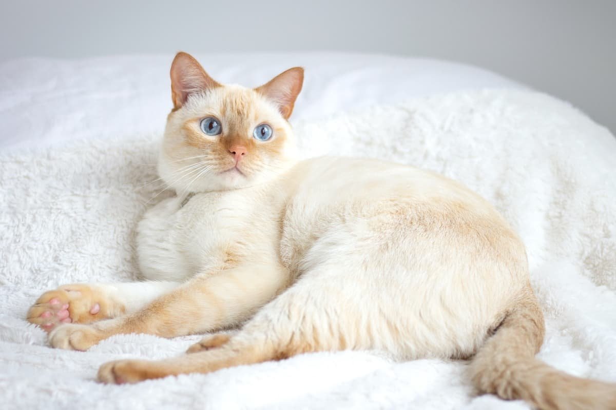 10 окрас тайских кошек - фото и название