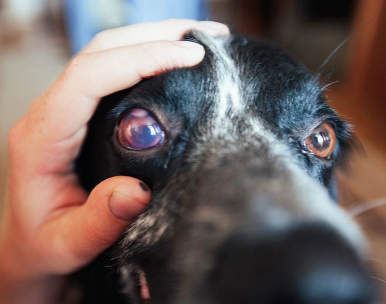У собаки слезятся глаза: почему, чем лечить животное в домашних условиях?