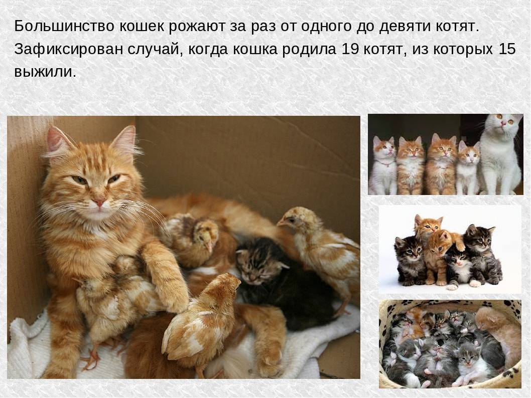 Сколько кошка забывает котят. Сколько котят рождается. Сколько котят рождается у кошки. Возраст котенка. Пять котят фото.