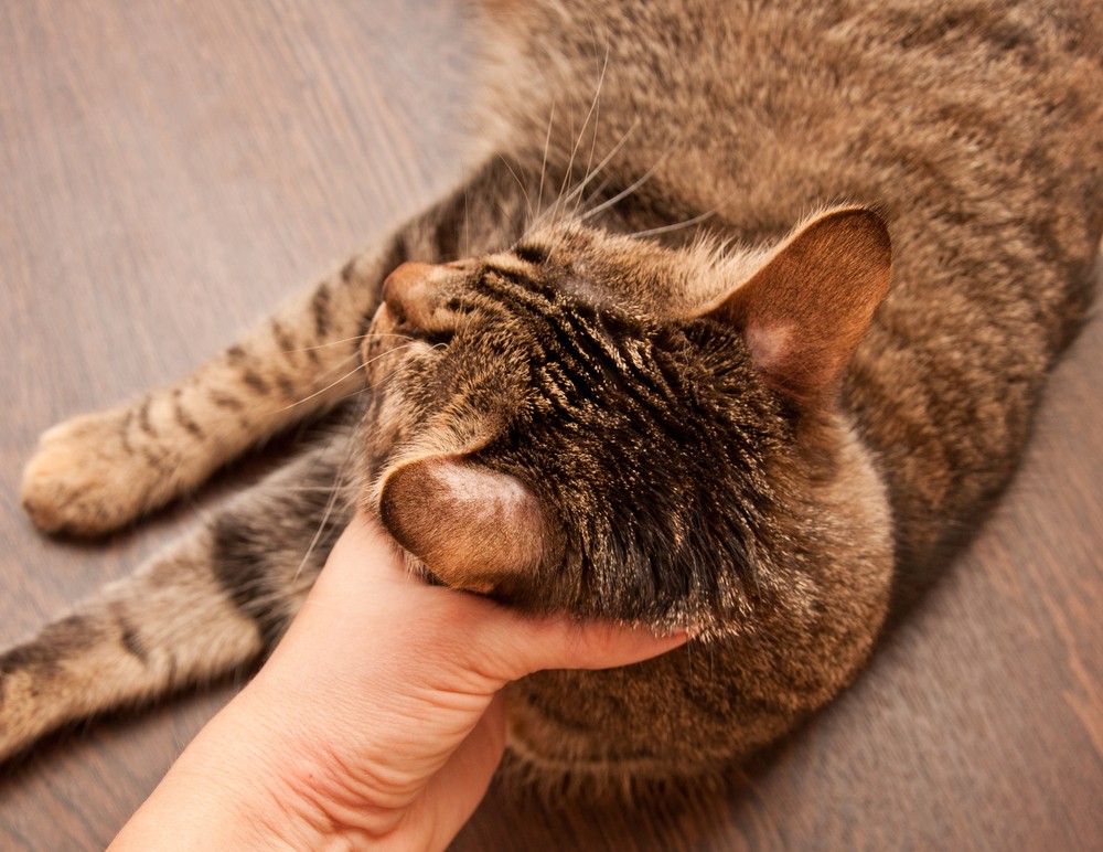 Кошка чешет уши до крови: возможные причины, что делать