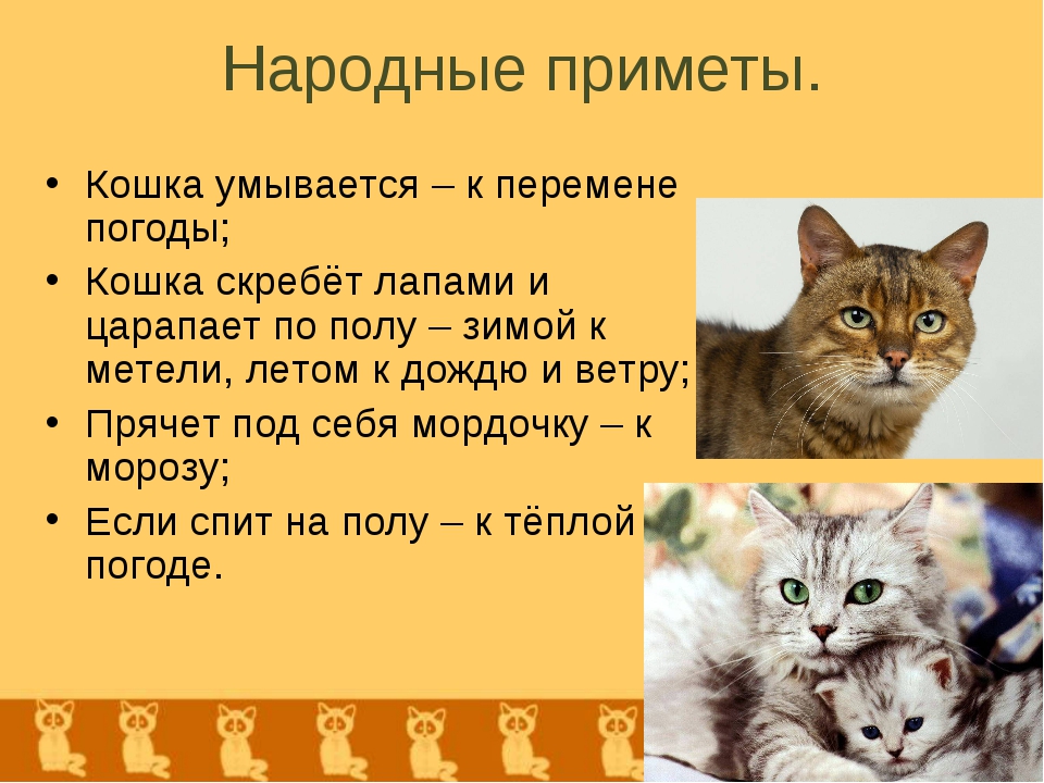 6 причин, почему кошки спят на человеке
