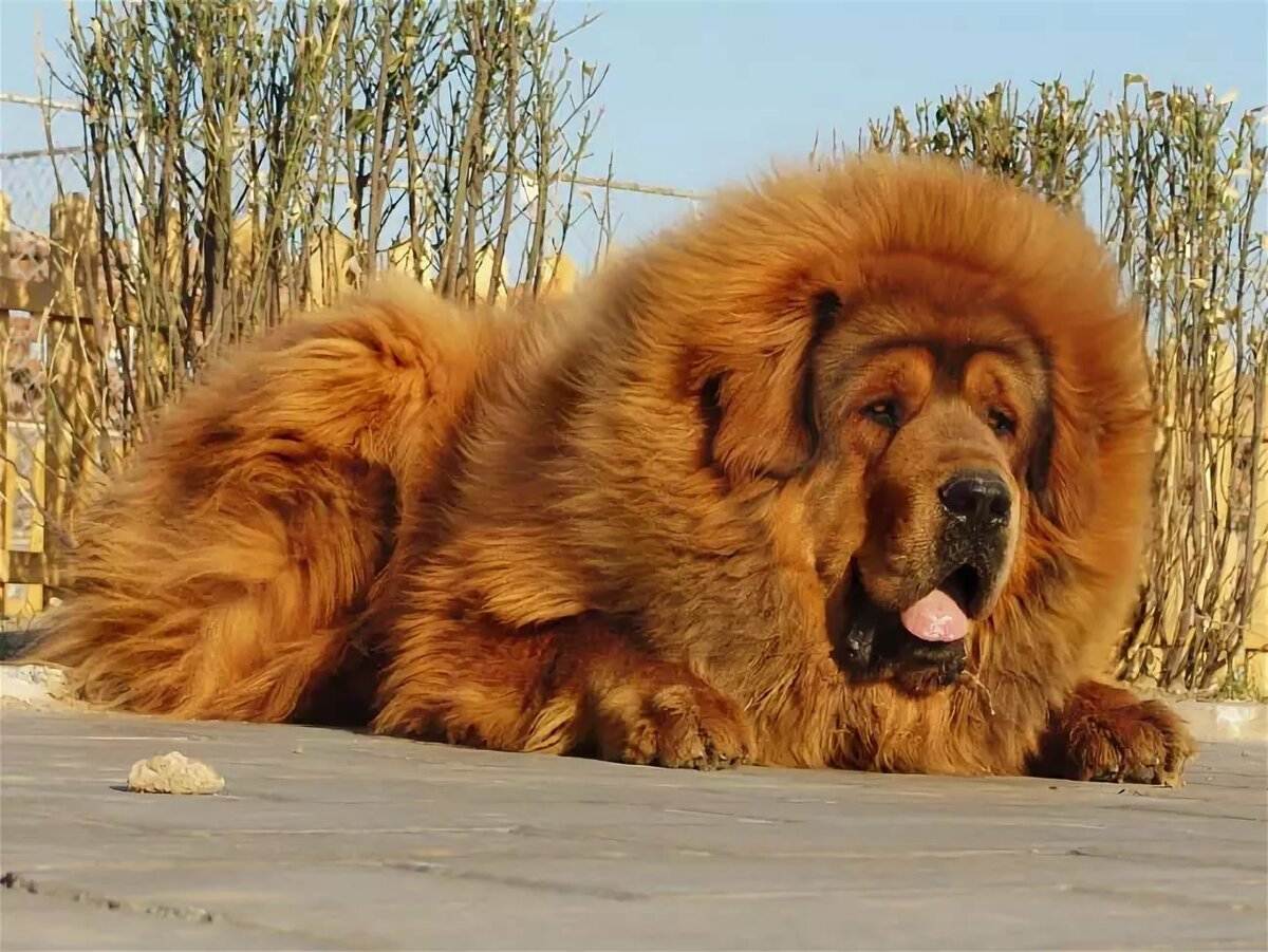 Самые крупные породы собак в мире – список, размер, вес, названия, фото и видео