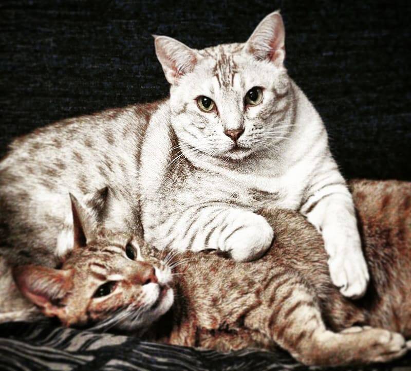 Кошки оцикет: описание породы и история происхождения, характер и содержание