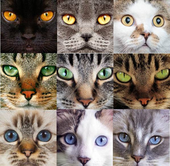 Когда у котят меняют цвет глаза, в каком возрасте?