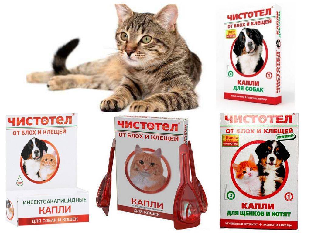 Что говорят ветеринары об использовании капель от клещей для кошек