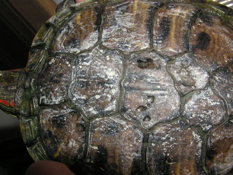 Некроз панциря у черепахи - что это такое ✓лечение ✓симптомы и причины