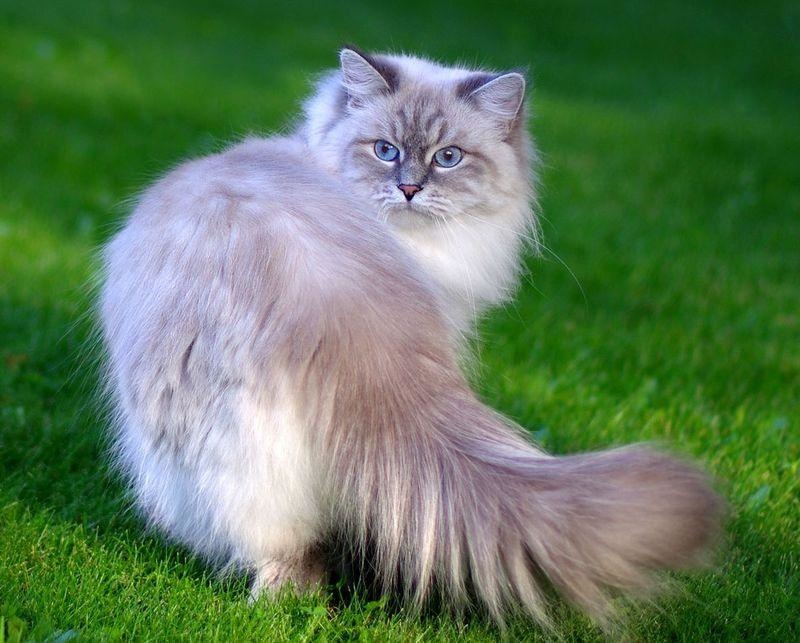 Длинношерстные кошки: названия пород, их описания и фото