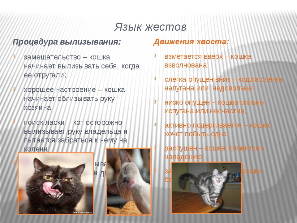 Почему у кошки синий язык? 4 возможные причины
