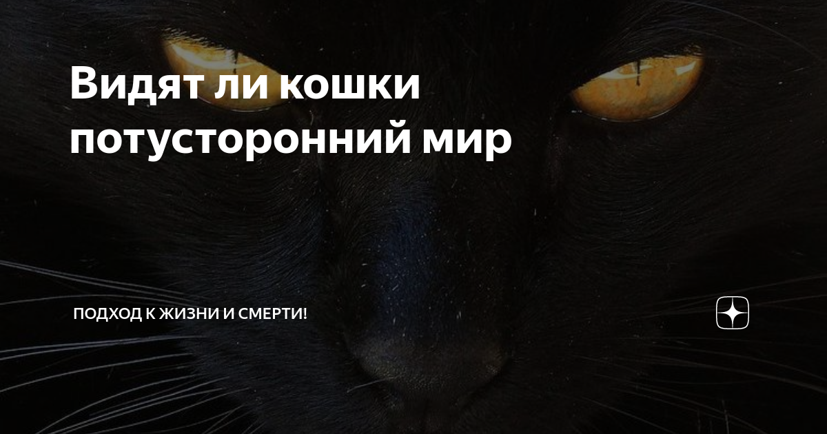 Как кошки видят людей