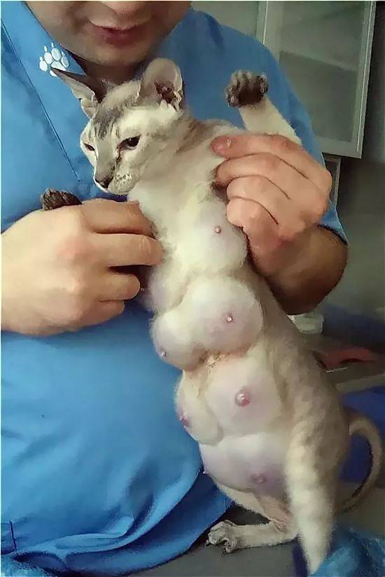 Рак молочных желез у кошек - лечение, прогноз