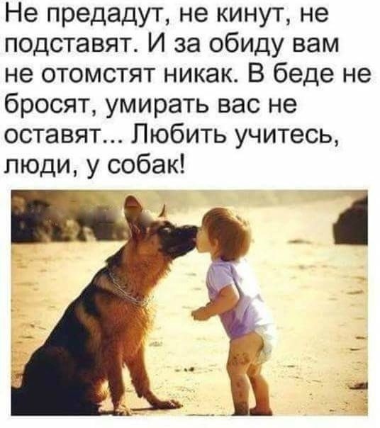11 поразительных историй о собачьей преданности