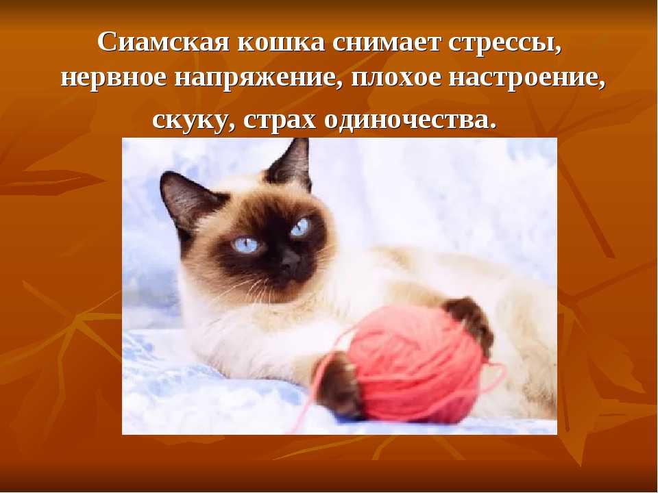 Как помочь коту в стрессе