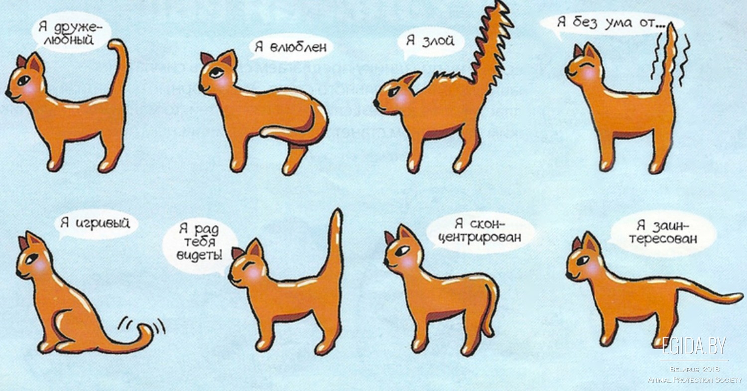 Зачем кошке хвост: как он устроен и что о нём нужно знать