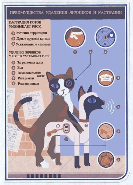 Может ли кастрированный кот спариваться с кошкой: причины и последствия, советы ветеринаров