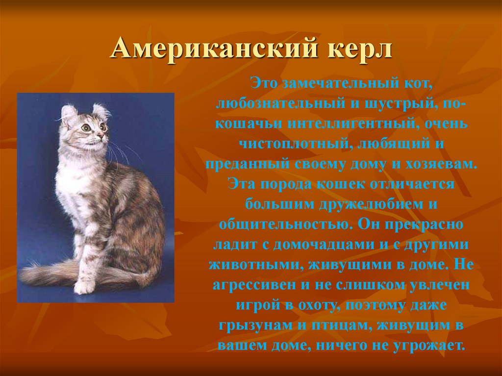 Американский керл (american curl): описание породы кошек, разновидности, кормление, уход и содержание
