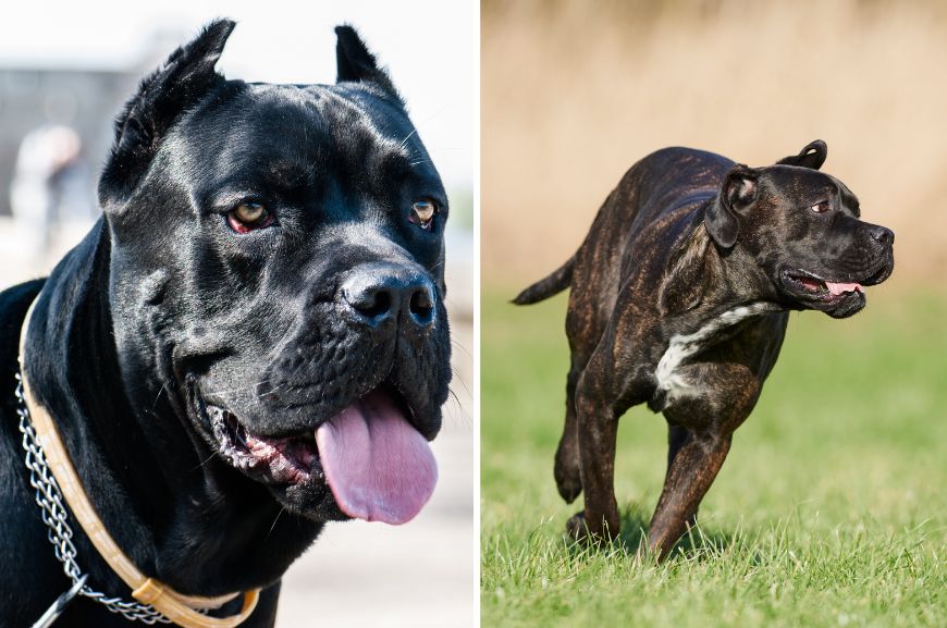 Самые злые породы собак с фото, названиями и описаниями