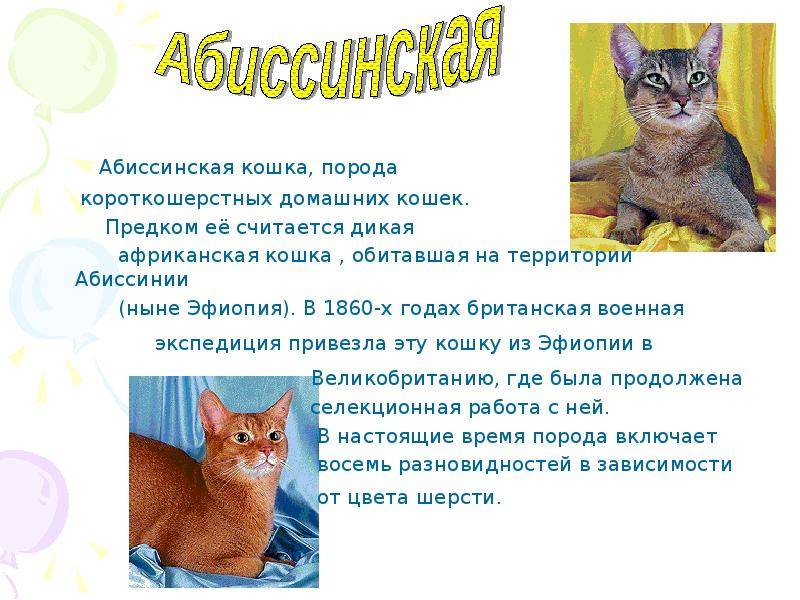 Кот абиссинец: описание и характер породы