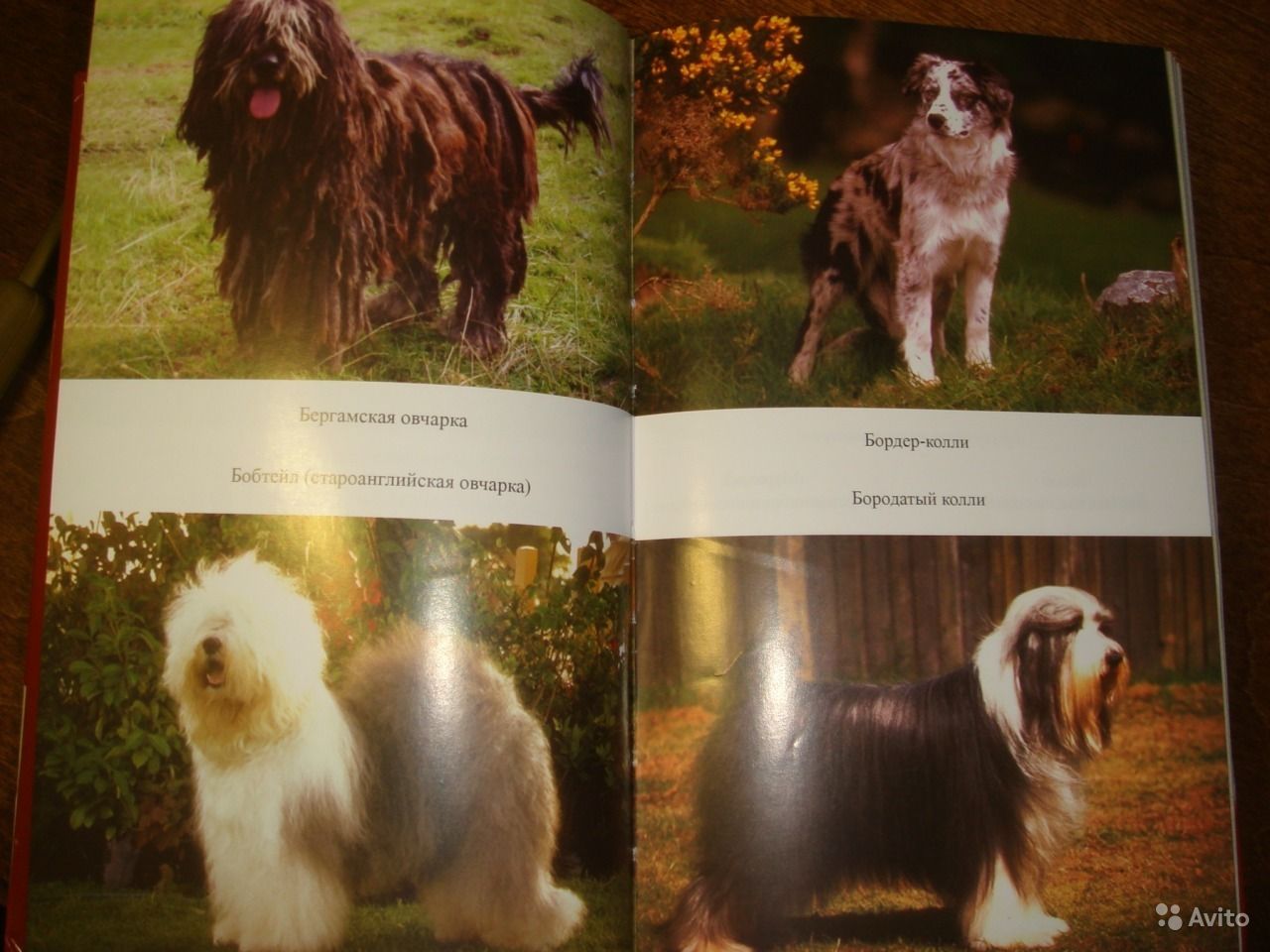 Бишон лион: описание породы, характеристика собаки, плюсы и минусы, фото щенков и взрослой собаки