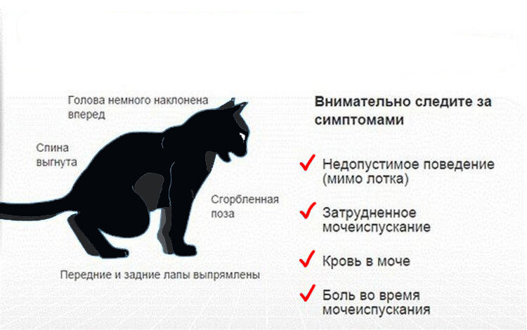 ᐉ кошка дергает хвостом и кожей на спине, кот дергается и лижется - zoomanji.ru