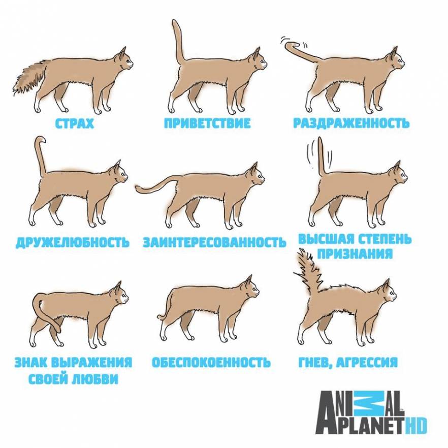 Хвост у кошки и кота: зачем нужен и каковы его анатомические особенности у разных пород, основные функции, фото