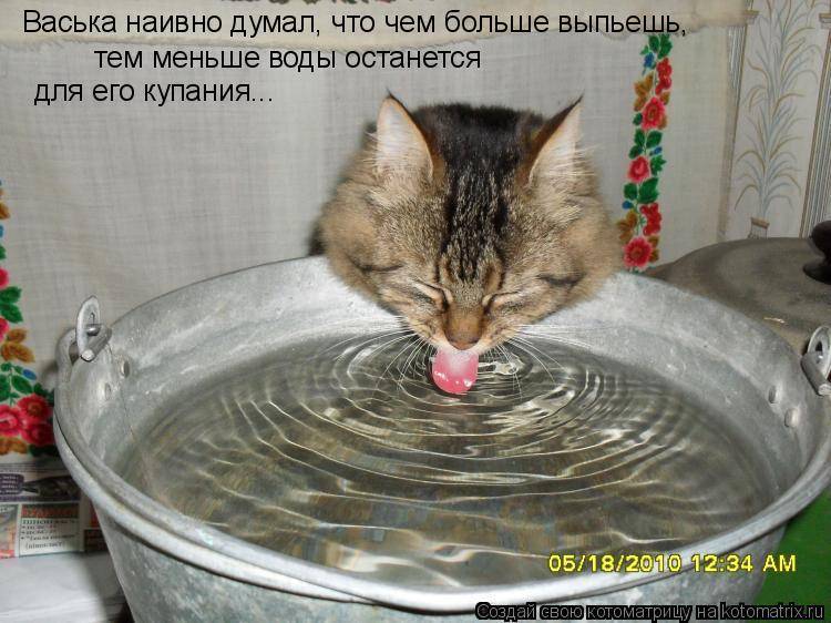 Узнаем как заставить кота пить воду: особенности ухода и воспитания, советы и рекомендации