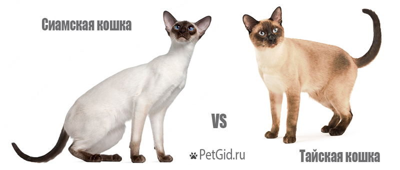 Чем отличается тайский кот от сиамского?
