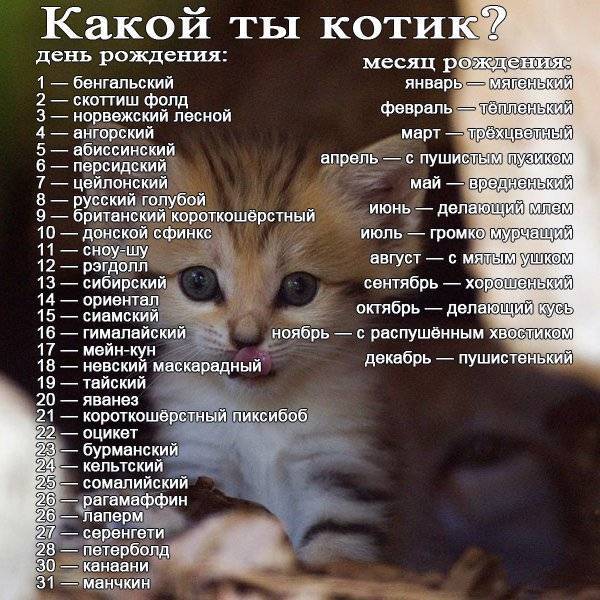 Унисекс имена для кошек