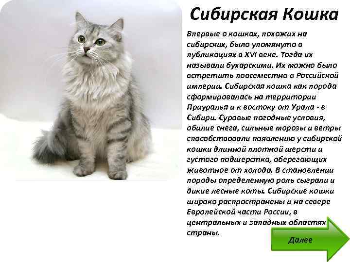 Сибирская кошка: фото, описание, окрас, характер, стандарт породы