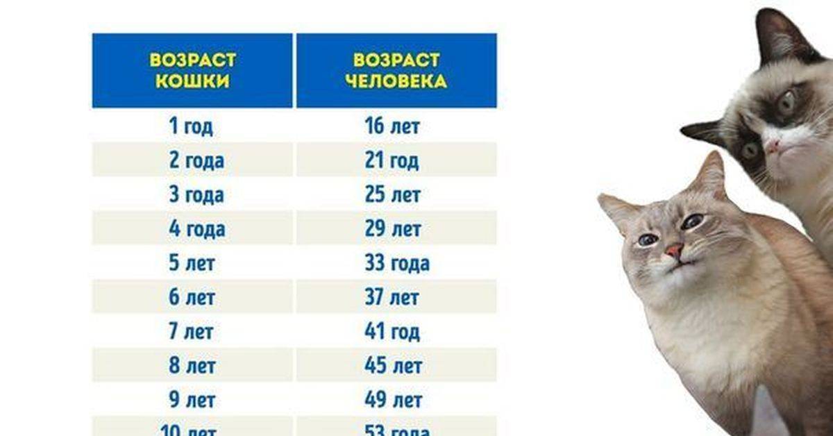 Возраст кошки по человеческим меркам – таблица соотношения