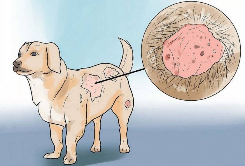 Экзема у собак мокнущая и обычная: лечение и симптомы.