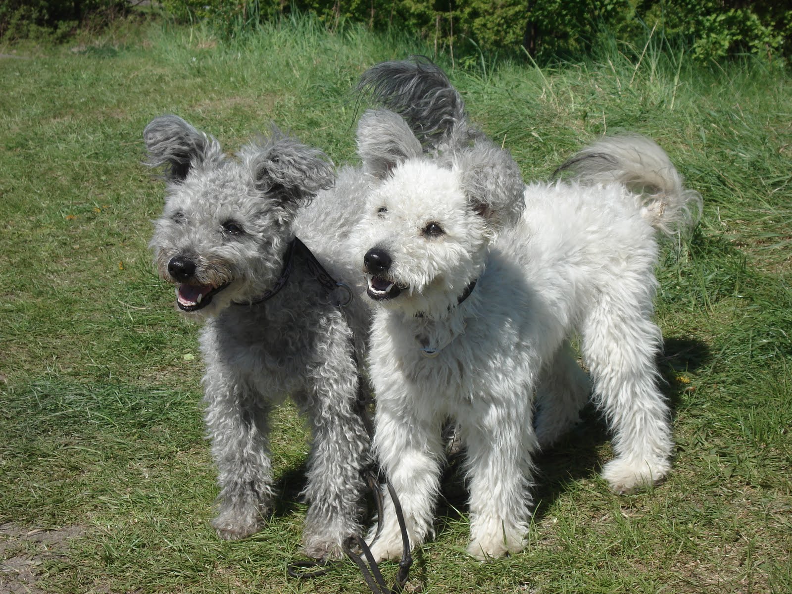 Венгерские пастушьи собаки породы муди: описание, особенности