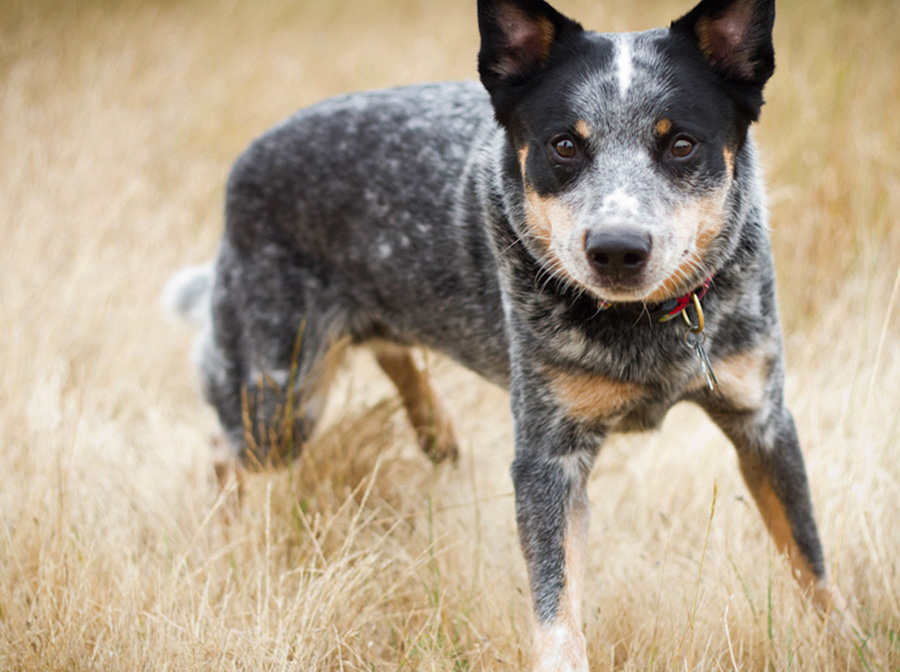 Австралийская пастушья собака (хилер): описание, фото, характер, особенности ухода