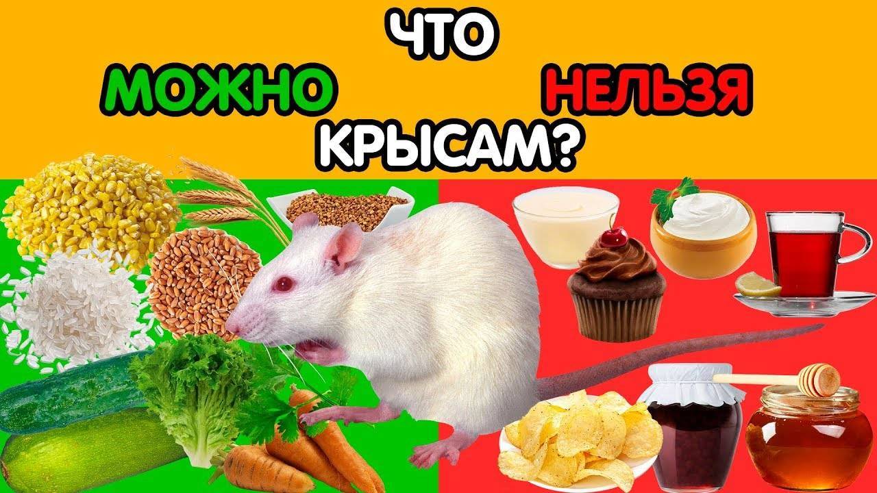 Чем кормить декоративную крысу в домашних условиях?