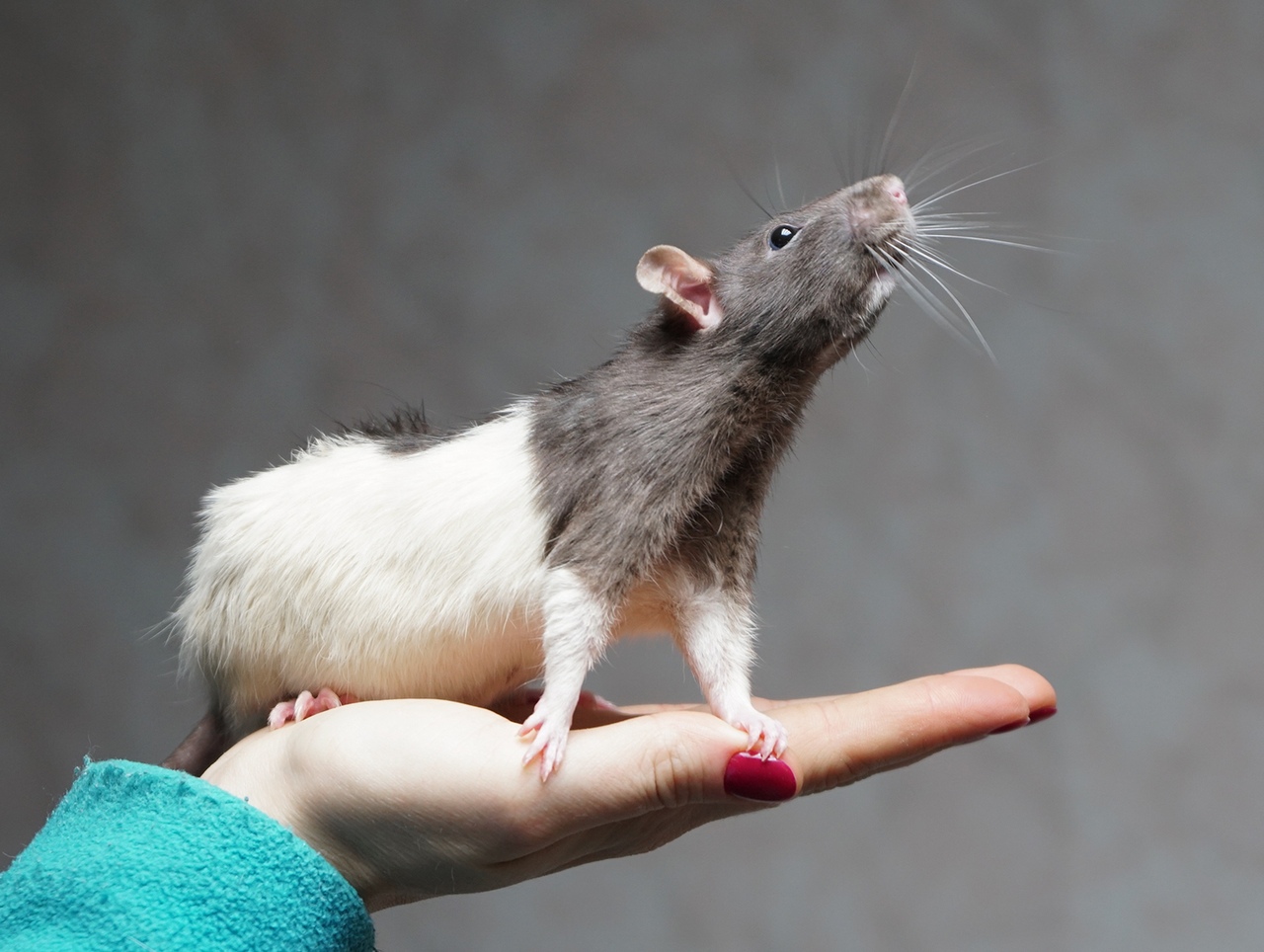 Продолжительность жизни, содержание и питание декоративных крыс