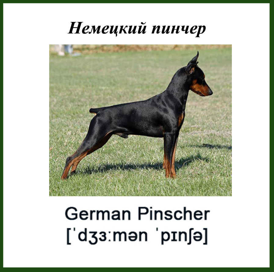 Немецкий пинчер или цвергпинчер — описание и характер породы
